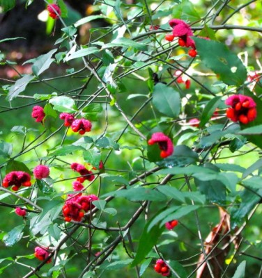 Strawberry Bush